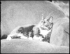 Cat - black - awake: black-and-white photographs
