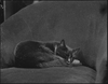 Cat - black - sleeping: black-and-white photographs