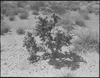 Cactus, Boulder City, Nevada: black-and-white photographs
