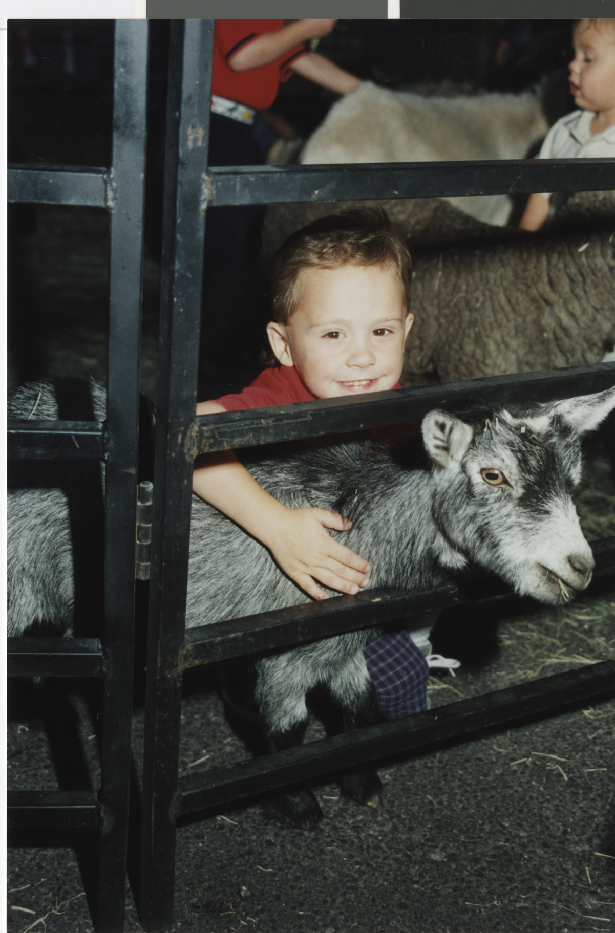Photograph of a child petting a goat, 1990s